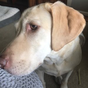 Meet your Posher, Marie